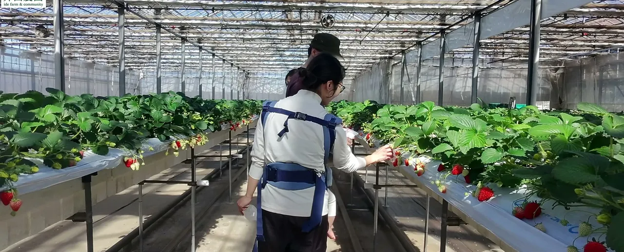 井出農園 いちご狩りPR映像