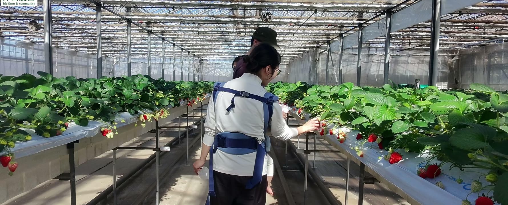 井出農園 いちご狩り PR
